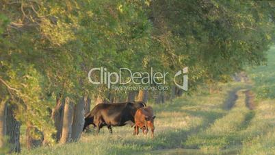 Cow and calf nipping green grass near deciduous tree