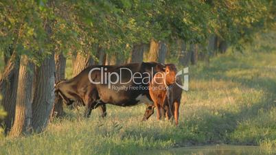 Black cow with brown calf standing on plain near trees