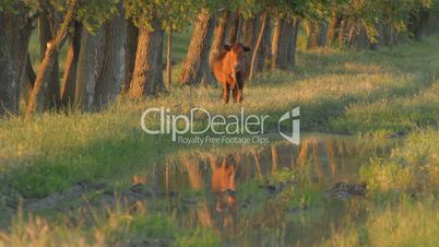 Brown calf standing in meadow near puddle, grazing, looking away