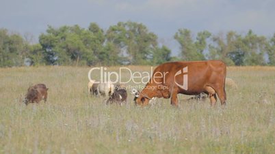 3 IN 1 EDIT Large and small cattle grazing in the meadow