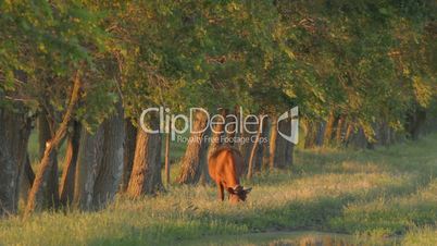 Lone brown calf nipping green grass near deciduous tree