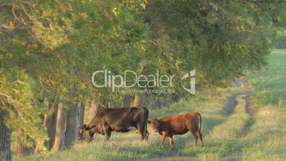 4 IN 1 EDIT Cow and calf grazing near deciduous tree