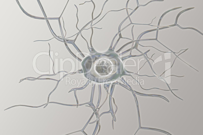 Nerve cells