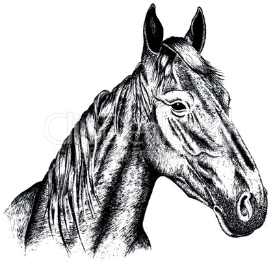 Drawing a horse