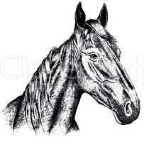 Drawing a horse