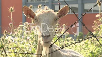 white goat eat bushes close up