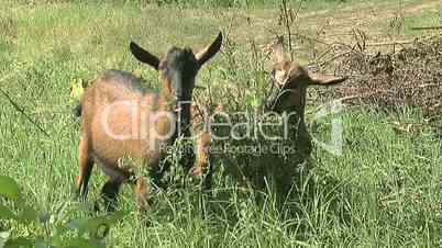 Two brown goats grazing