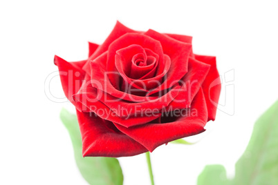 beautiful red rose isolated on white