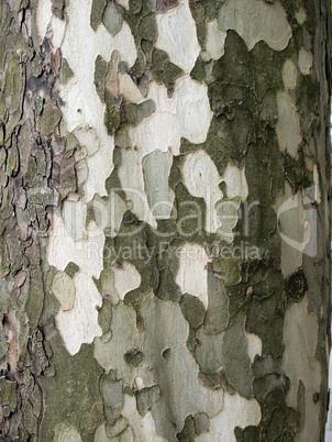 Tree bark