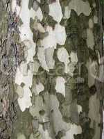 Tree bark