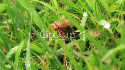 Snail in the grass. Timelapse.