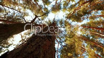 Tracking the tops of pine trees. Timelapse. slider shot.
