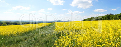 Felder im Frühling Panorama