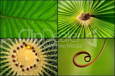 Collage und Zusammenstellung von Pflanzendetails