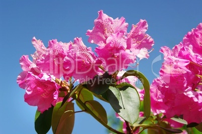 Pinkfarbener Rhodeodendron vor blauen Himmel