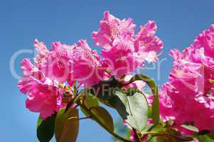 Pinkfarbener Rhodeodendron vor blauen Himmel