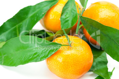 mandarin with green leaves isolated on white