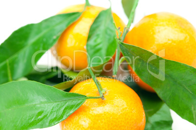 mandarin with green leaves isolated on white