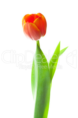 multicolored tulips isolated on white