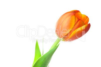 multicolored tulips isolated on white