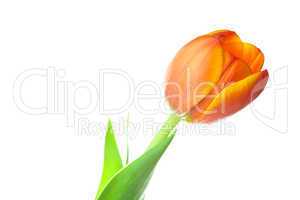 multicolored tulips isolated on white