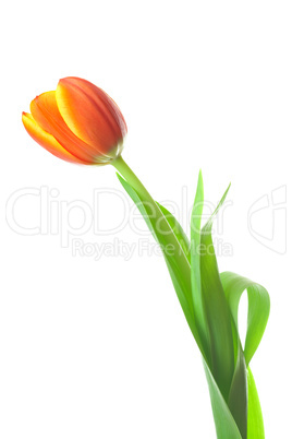 multicolored tulips isolated on white