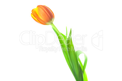 multicolored tulips isolated on white