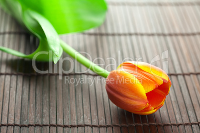 multicolored tulip lying on a bamboo mat
