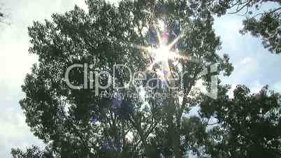 Sun and birch tree wide pan