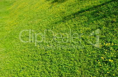 Green grass field