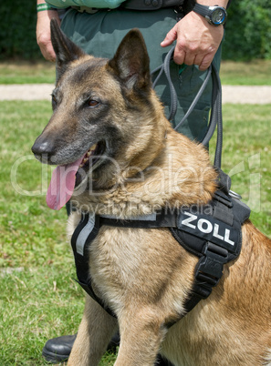 Zollhund Customs dog