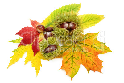 Herbst-Arrangement mit Blättern und Kastanien