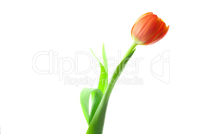 multicolored tulips isolated on white