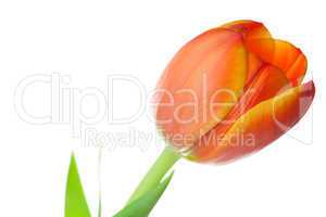 multicolored tulips isolated on white