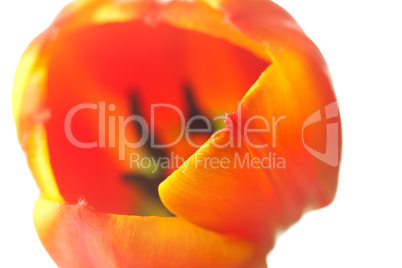 multicolored tulips isolated on white