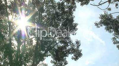 sun and birch tree pan