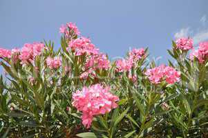 Oleander