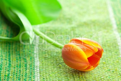 multicolored tulip lying on the fabric