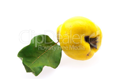 yellow quinces with green leaf isolated on white