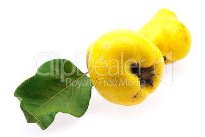 yellow quinces with green leaf isolated on white