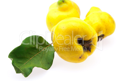 yellow quinces with green leaf isolated on white