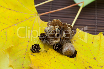 yellow maple leaves and buds in a vase on a bamboo mat