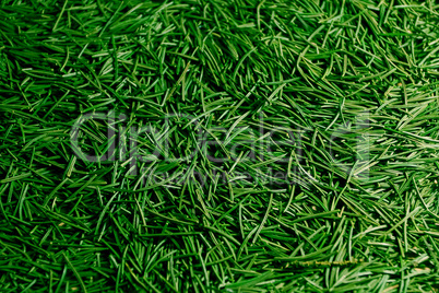 background of the Christmas tree needles lying on the floor