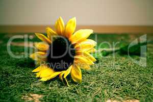 background of the Christmas tree needles and sunflowers lying on