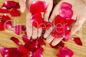 Hands on rose petals