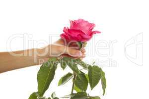 Rose in the girl hand