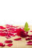 Red rose and petals