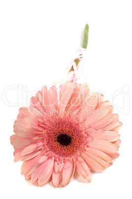 Pink gerbera