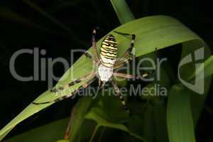 Wespenspinne (Argiope bruennichi) / Wasp spider (Argiope bruenni
