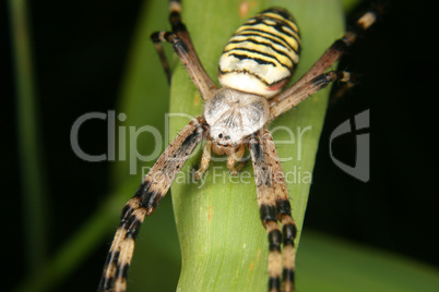 Wespenspinne (Argiope bruennichi) / Wasp spider (Argiope bruenni